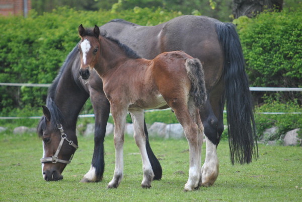 Hoeliwr Meni`s Magic Boy by Menai The Rector from the Cascob Rosette